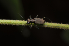 Cylindera decolorata