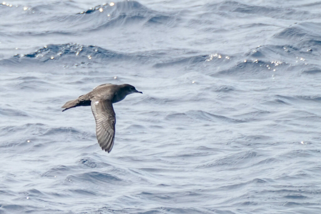 Short-tailed shearwater gliding on long narrow wings over the sea