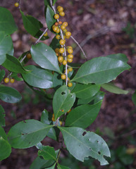 Denhamia fasciculiflora