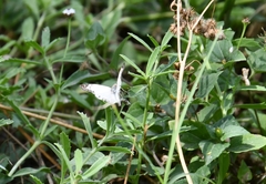 Heliopetes laviana
