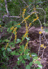 Denhamia fasciculiflora