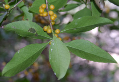 Denhamia fasciculiflora