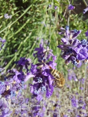 Apis mellifera