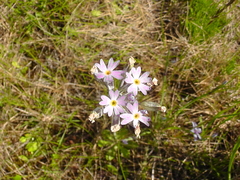 Primula mistassinica