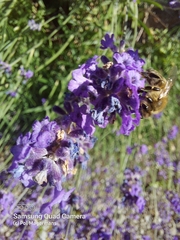 Apis mellifera