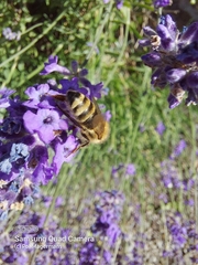 Apis mellifera