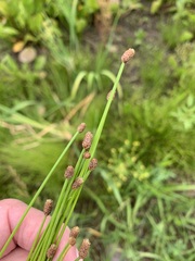 Eleocharis ovata
