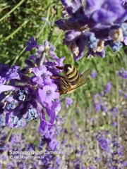 Apis mellifera