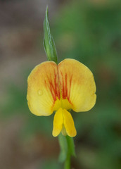 Zornia maritima