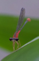 Telebasis collopistes