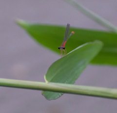 Telebasis collopistes