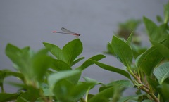 Telebasis collopistes