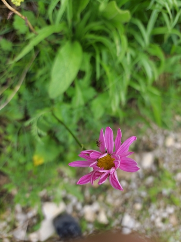 Pyrethum daisy (Tanacetum coccineum)