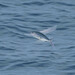 Japanese Flyingfish - Photo (c) WATANABE Hitoshi 渡辺仁, some rights reserved (CC BY-NC), uploaded by WATANABE Hitoshi 渡辺仁