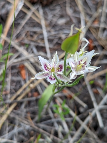 Image of Calochortus lyallii by (c) Jordan Zylstra, some rights reserved (CC BY)