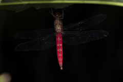 Orthetrum chrysis