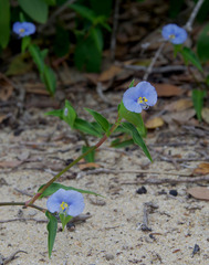 Commelina ensifolia