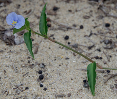 Commelina ensifolia