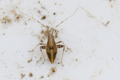 Phytocoris varipes