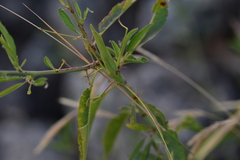 Acrometopa macropoda