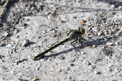 Arigomphus cornutus