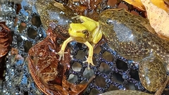 Hyla intermedia perrini