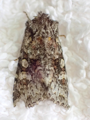 Lacinipolia cuneata