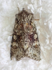 Lacinipolia cuneata