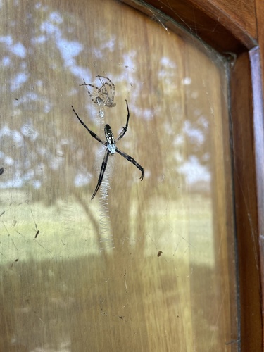 Yellow garden spider