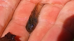 Hyla intermedia perrini