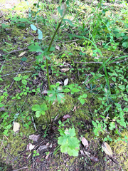 Phytomyza saniculae