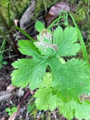 Phytomyza saniculae