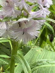 Platanthera shriveri