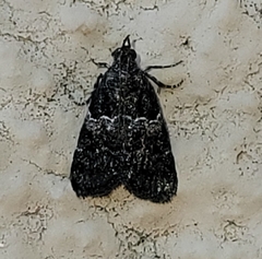 Satole ligniperdalis