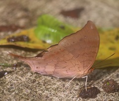 Marpesia furcula