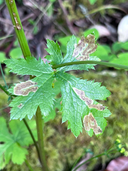 Phytomyza saniculae