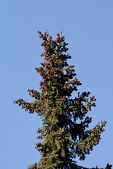 Picea glauca × engelmannii