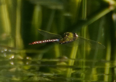 Anax concolor