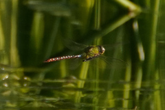 Anax concolor