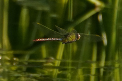 Anax concolor
