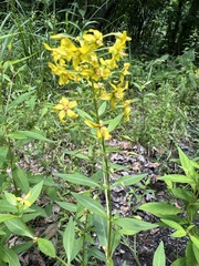 Lysimachia terrestris