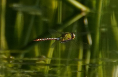 Anax concolor