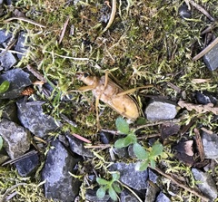 Centrodera