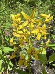Lysimachia terrestris