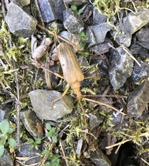 Centrodera