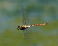 Anax concolor