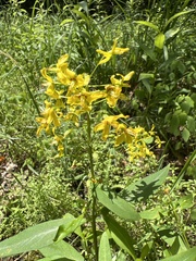 Lysimachia terrestris