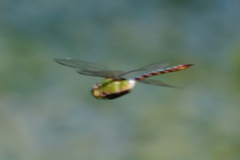 Anax concolor