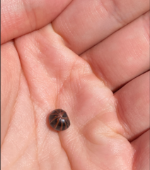 Glomeris transalpina