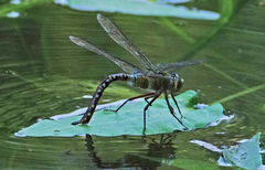 Anax concolor